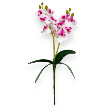 Fir mini orhidee dubla Alb cu Siclam
